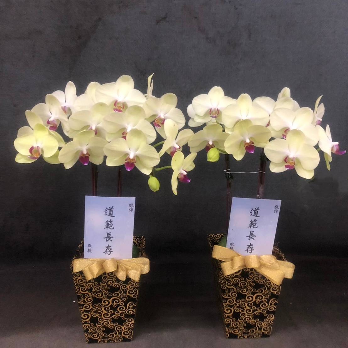 靈前桌上型蘭花-(新北殯儀館及會館)