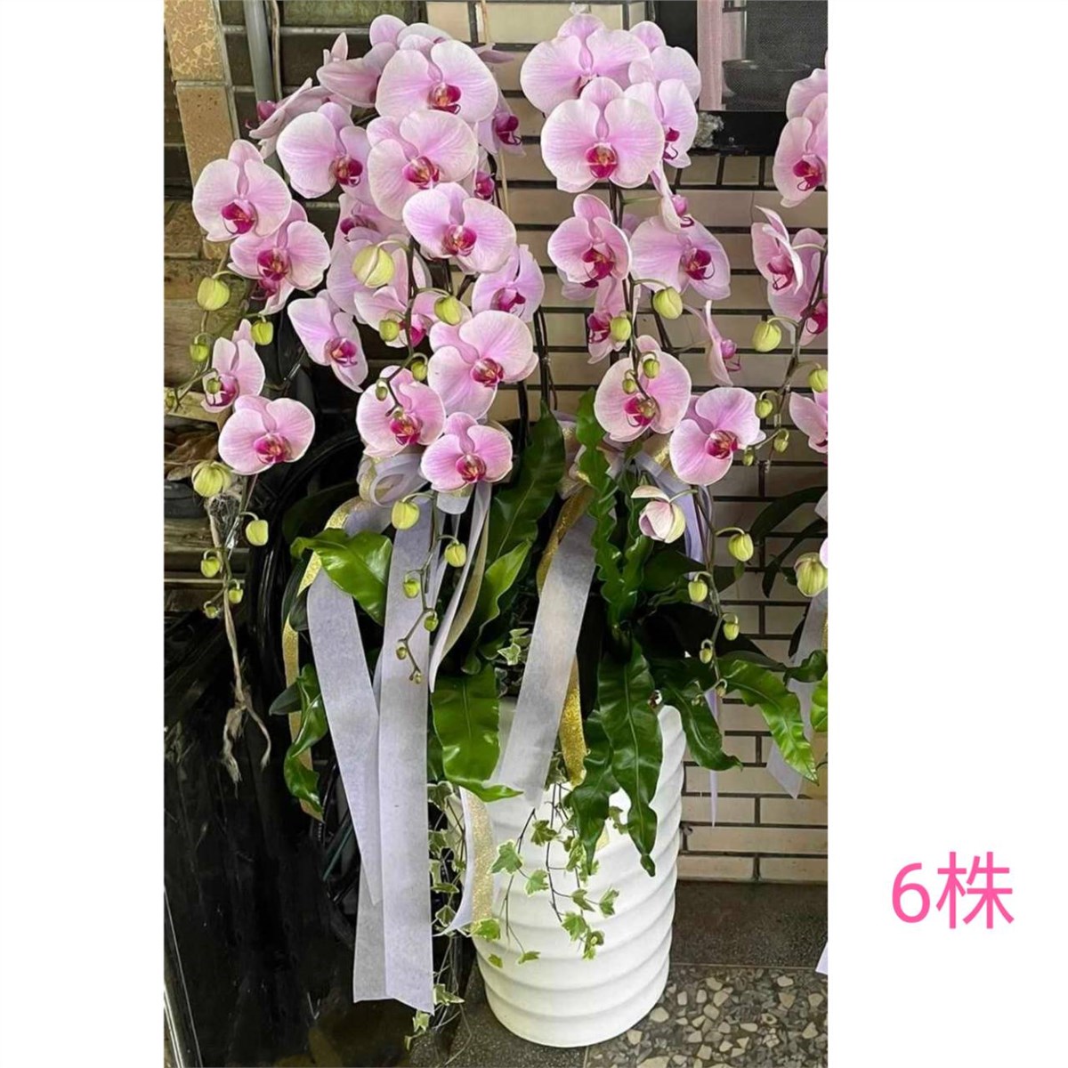 6株蘭花盆景-金山、三芝、石門(粉)