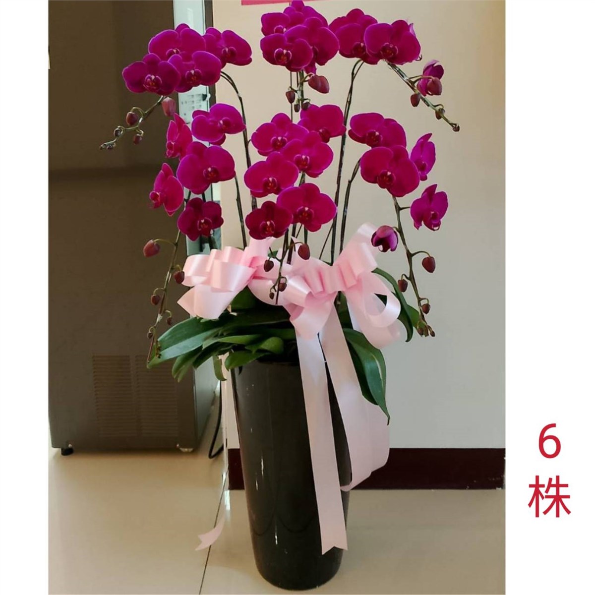 6株蘭花盆景-金山、三芝、石門(粉)