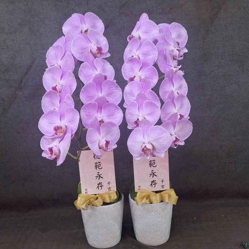 靈前桌上型蘭花-(桃殯及會館)