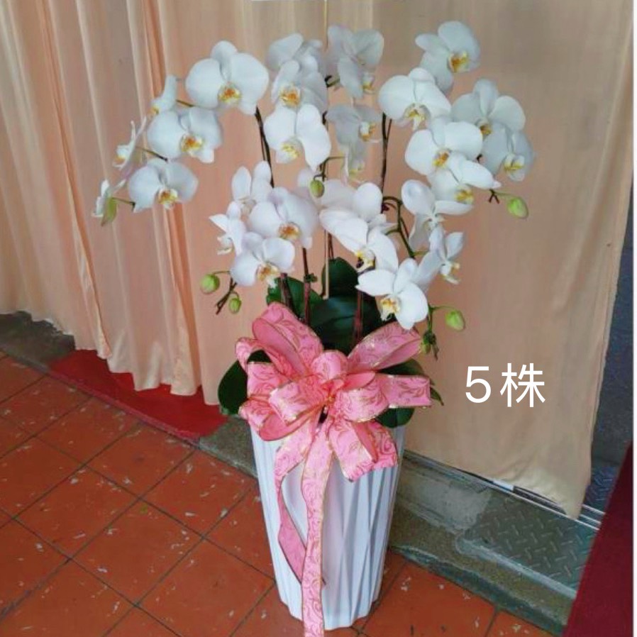 5株蘭花盆景-台北,新北(白)