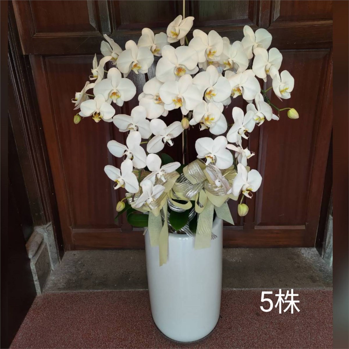 5株蘭花盆景-金山、三芝、石門(白)