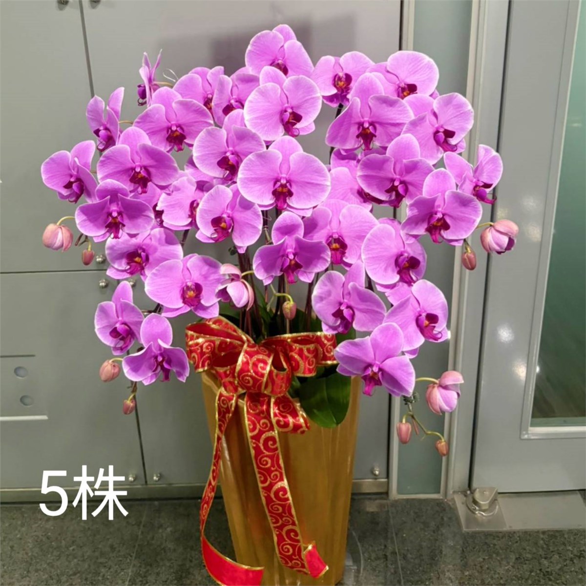 5株蘭花盆景-台北,新北(紅或粉)