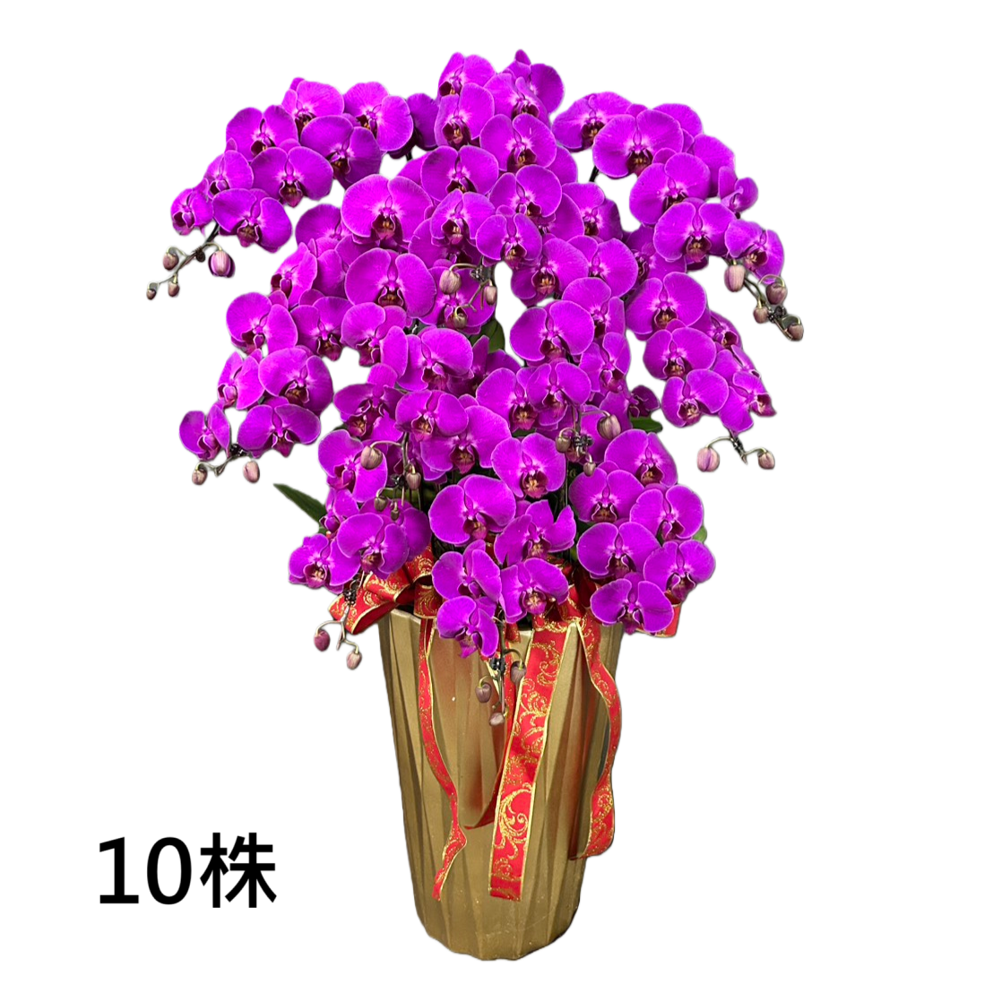 10株蘭花盆景-台北,新北(粉)