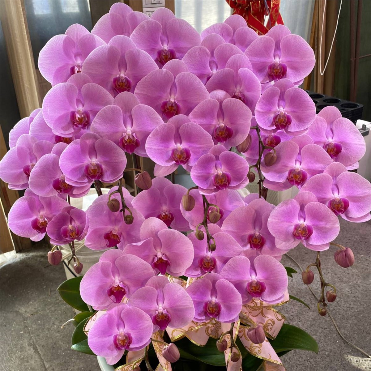 10株蘭花盆景-台北,新北(粉)