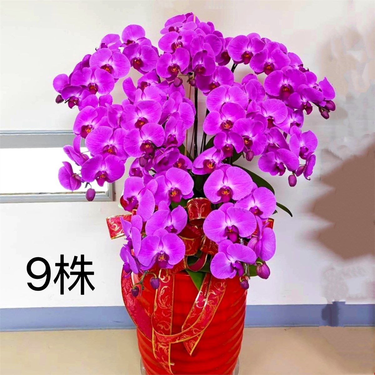 9株蘭花盆景-北台北,新北(粉)