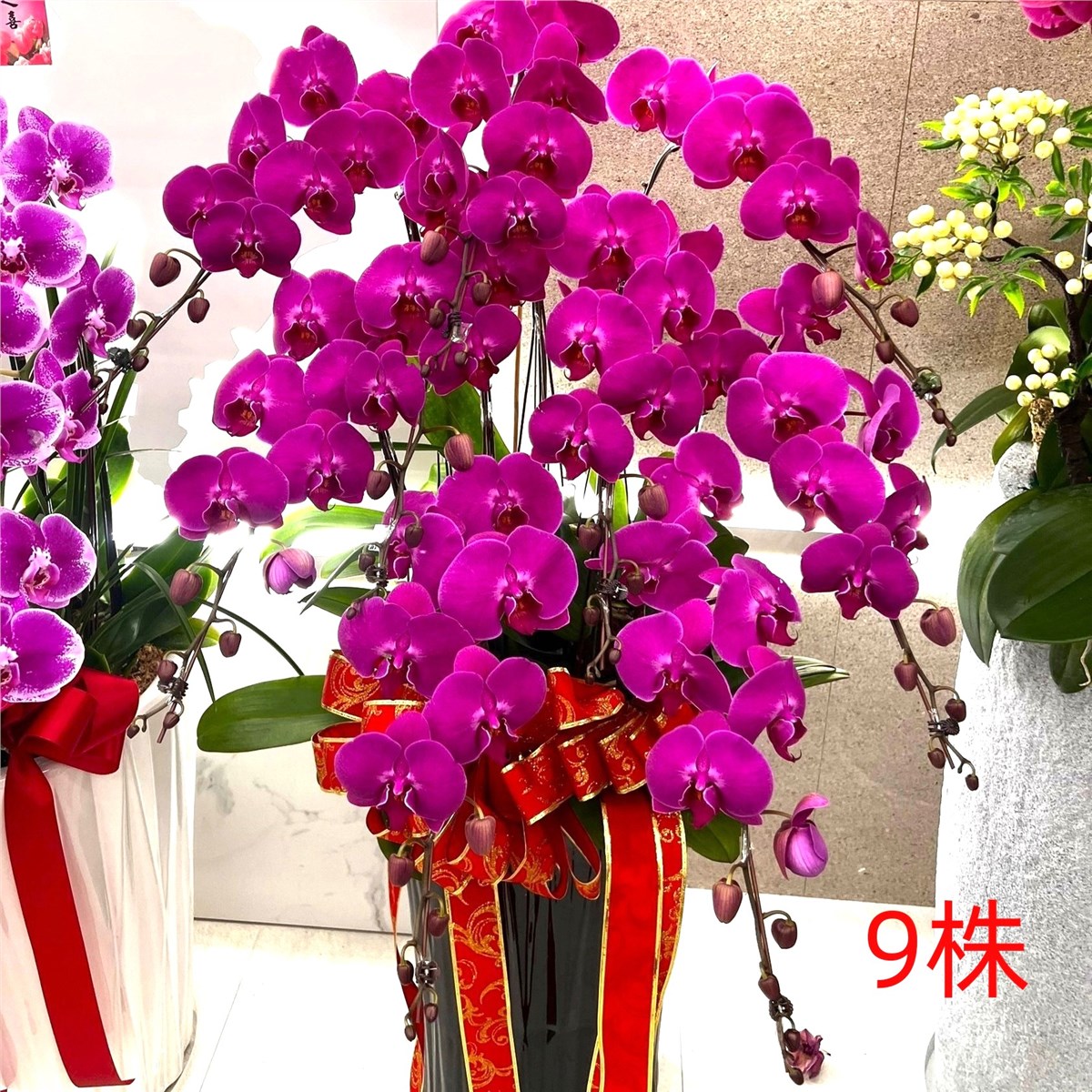 9株蘭花盆景-北台北,新北(粉)