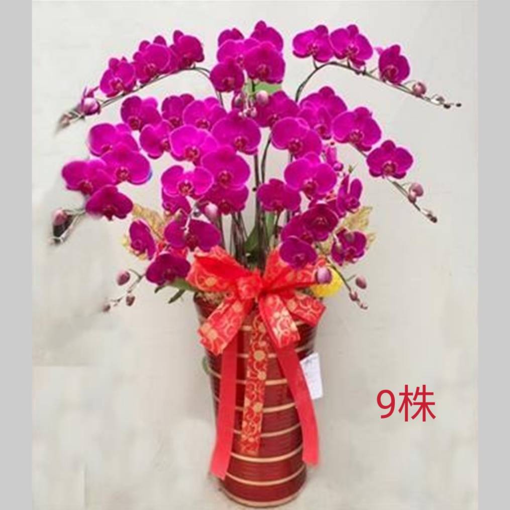 9株蘭花盆景-北台北,新北(粉)