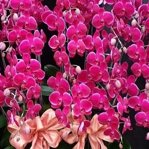 19株高盆紅色蘭花(高雄)