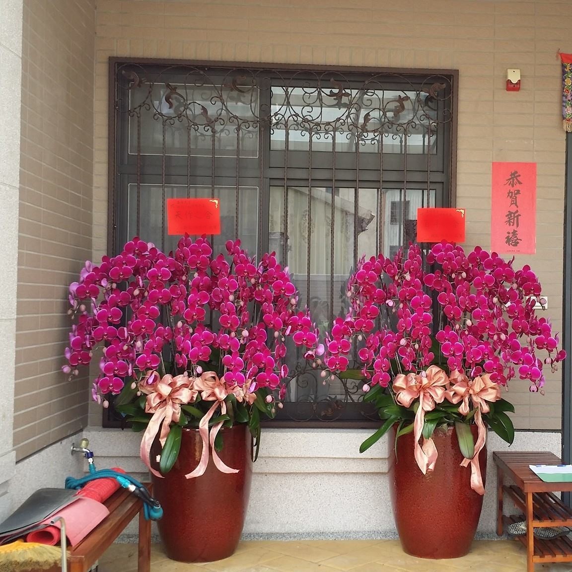 19株高盆紅色蘭花(台南)