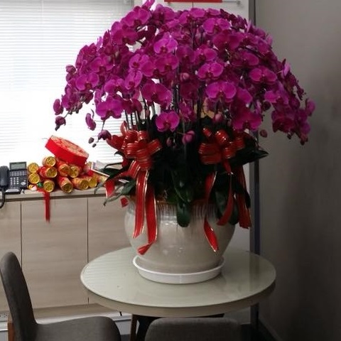 30株高圓盆紅色蘭花(嘉義)