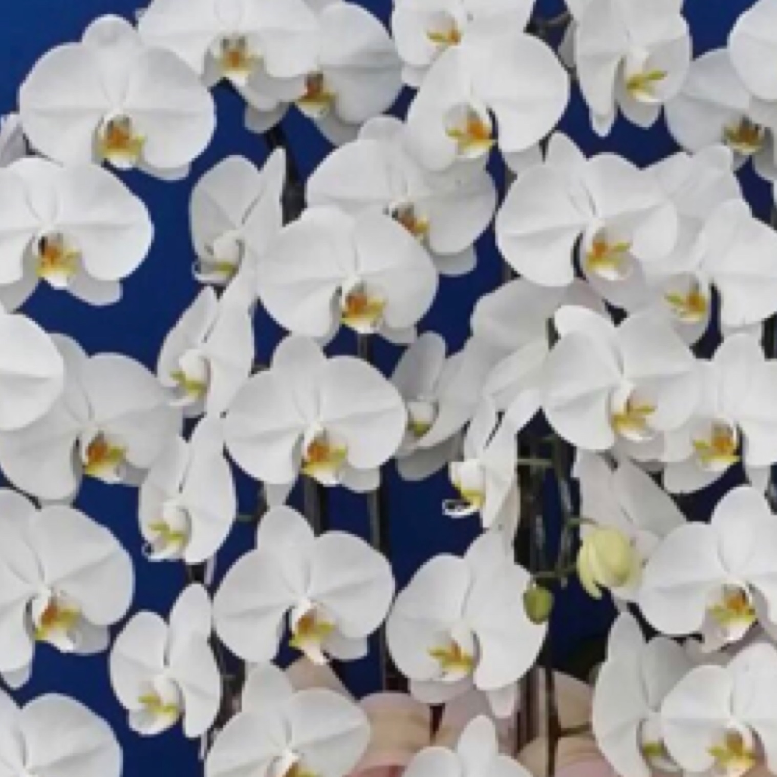 8株高盆白色蘭花(台南)