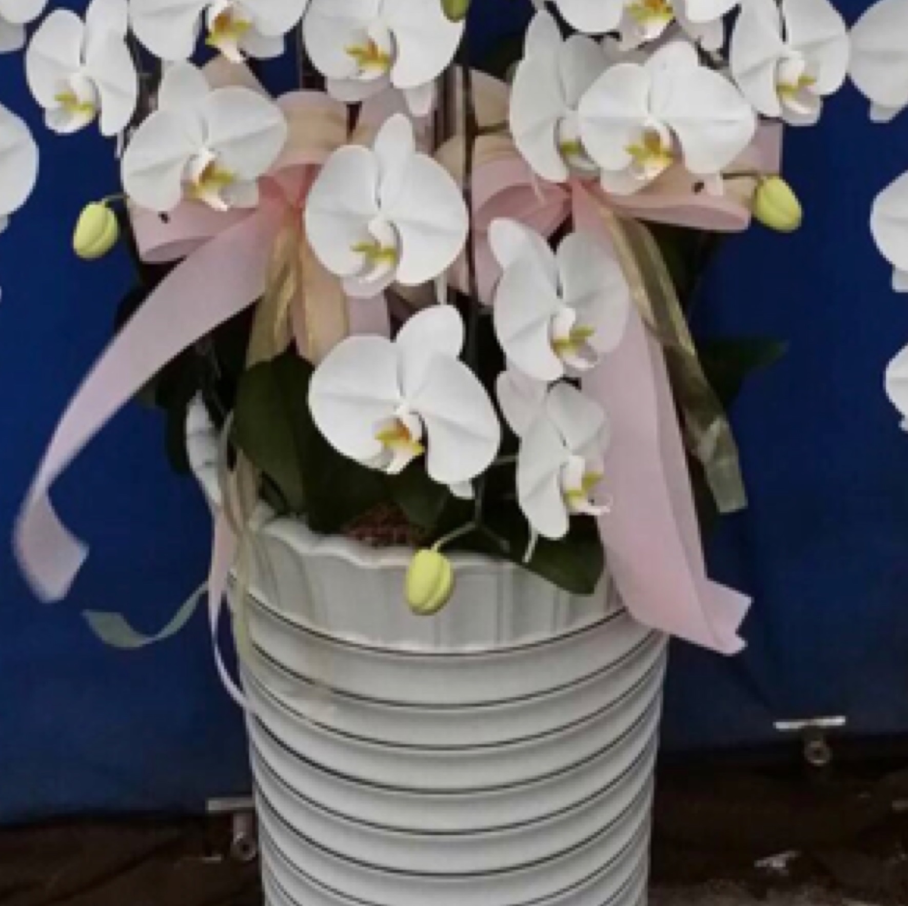 8株高盆白色蘭花(台南)