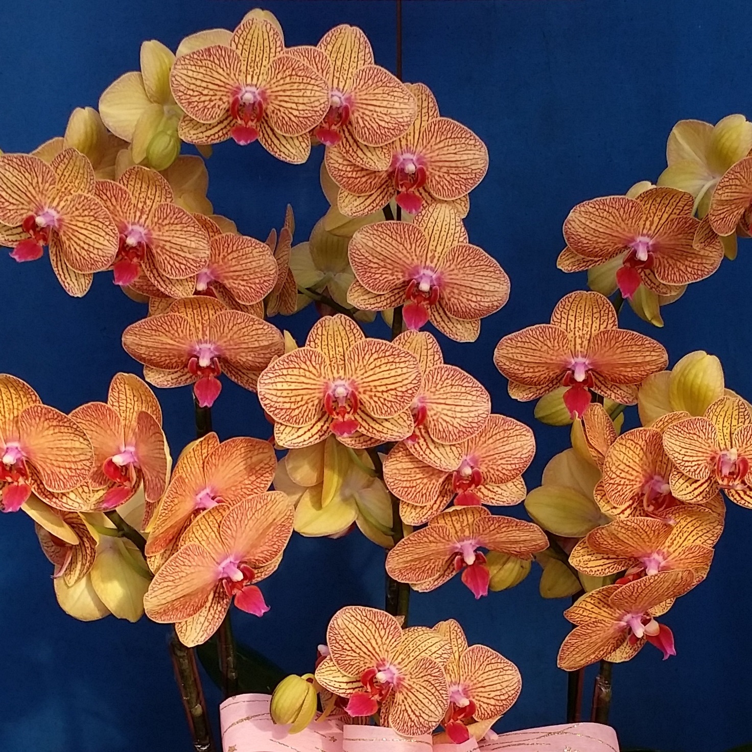6株矮盆黃色線條蘭花A款(台南)