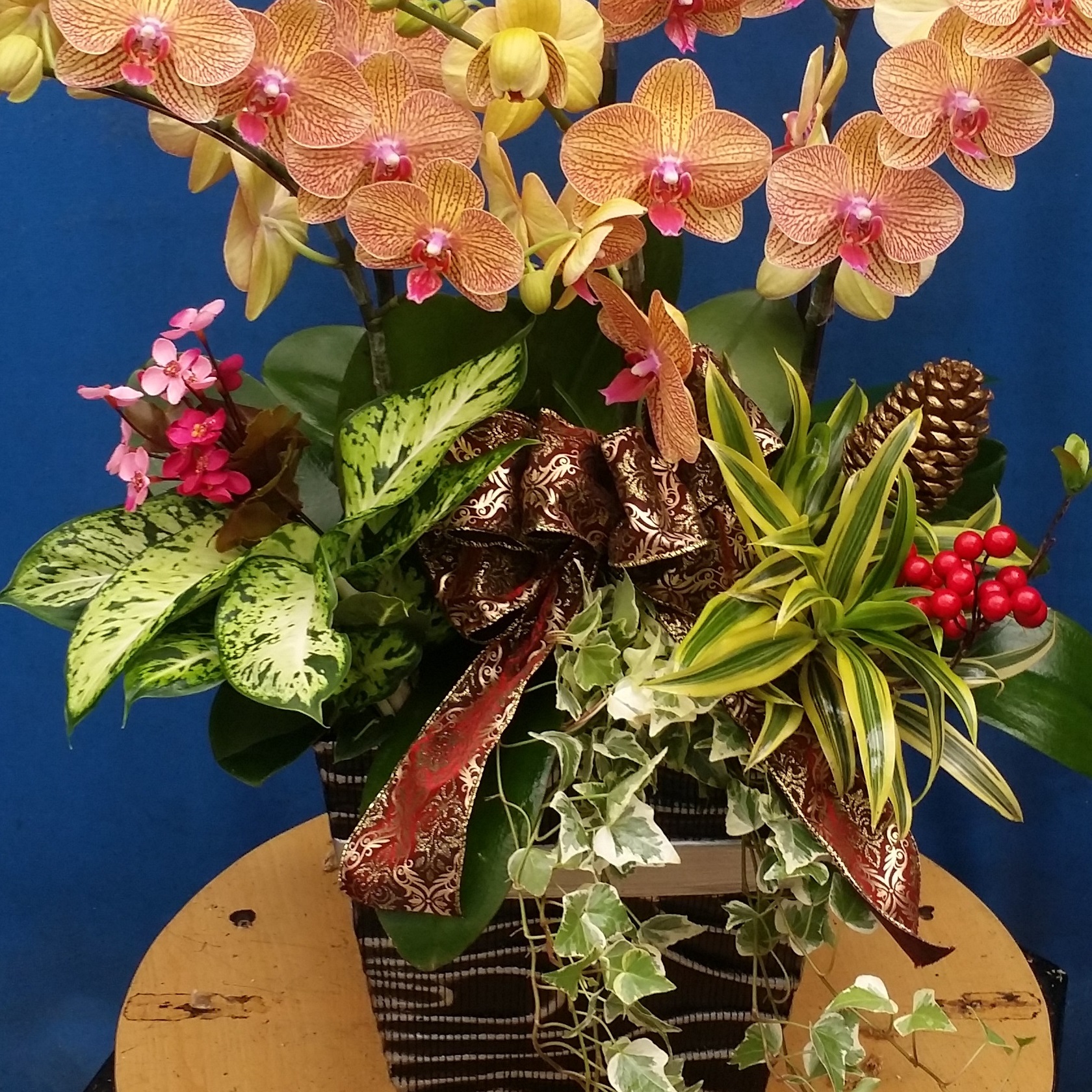 6株矮盆黃色線條蘭花B款(台南)