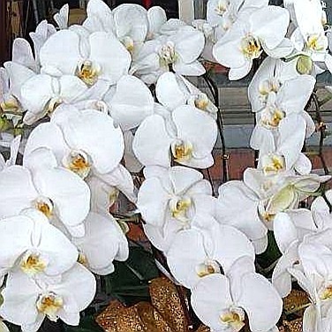 12株蘭花(白色)