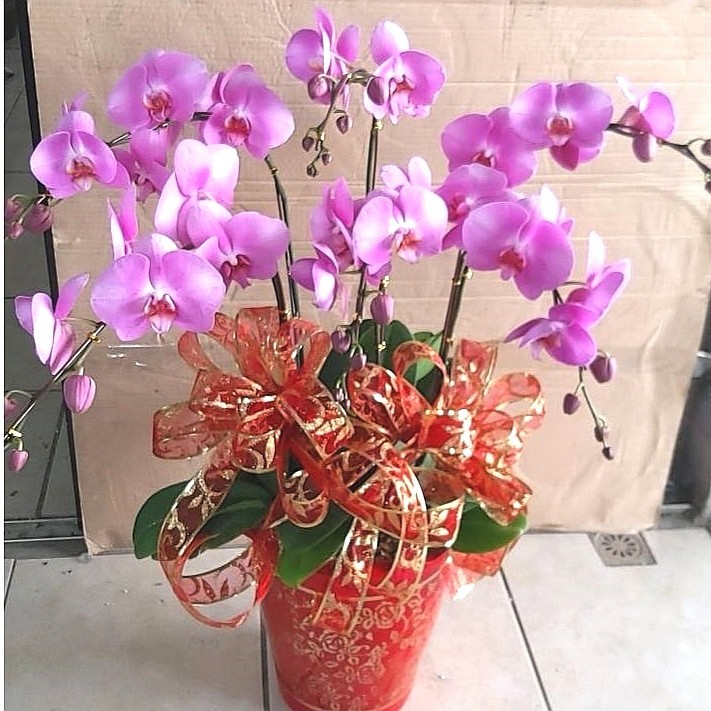 6株蘭花(粉色)