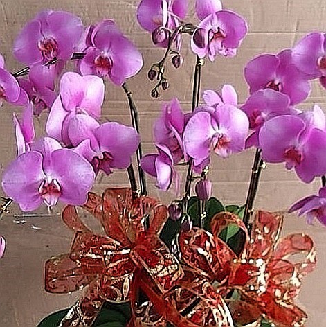 6株蘭花(粉色)