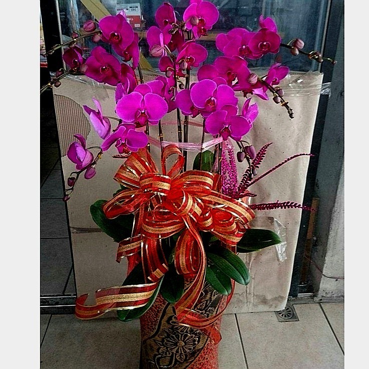6株蘭花(粉色)