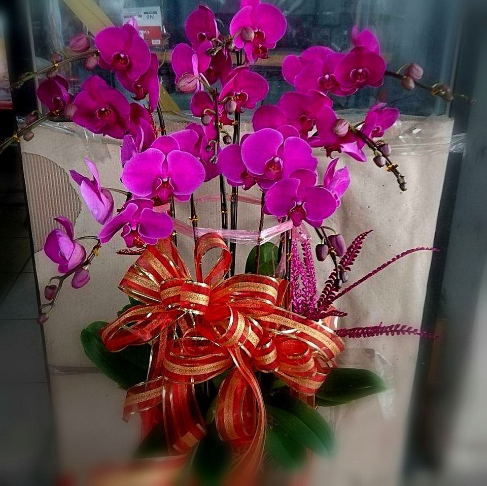 6株蘭花(粉色)