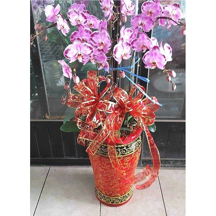 6株蘭花(淡粉色)