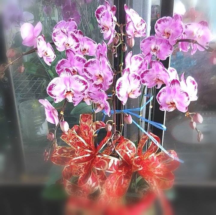 6株蘭花(淡粉色)