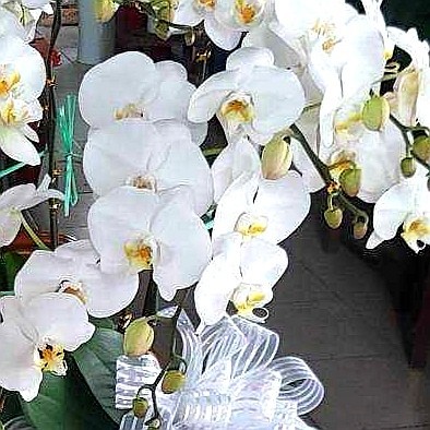 7株蘭花(白色)