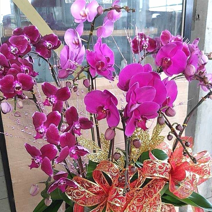 8株蘭花(粉色)