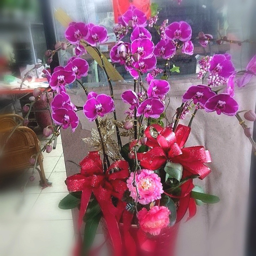 9株蘭花(粉色)