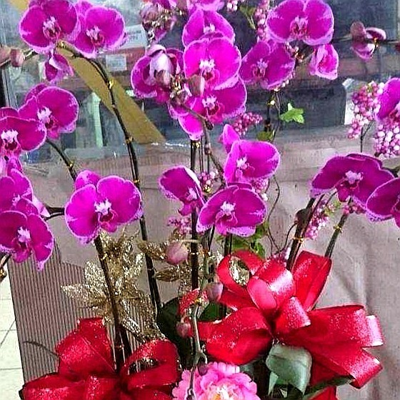 9株蘭花(粉色)