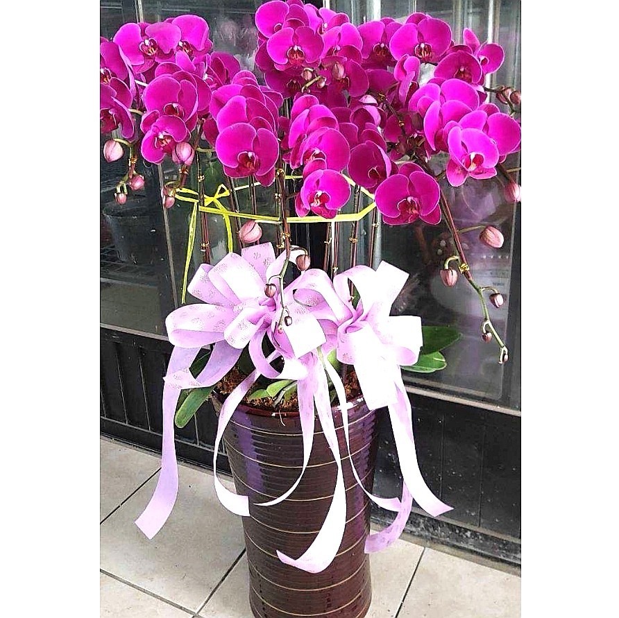 9株蘭花(粉色)