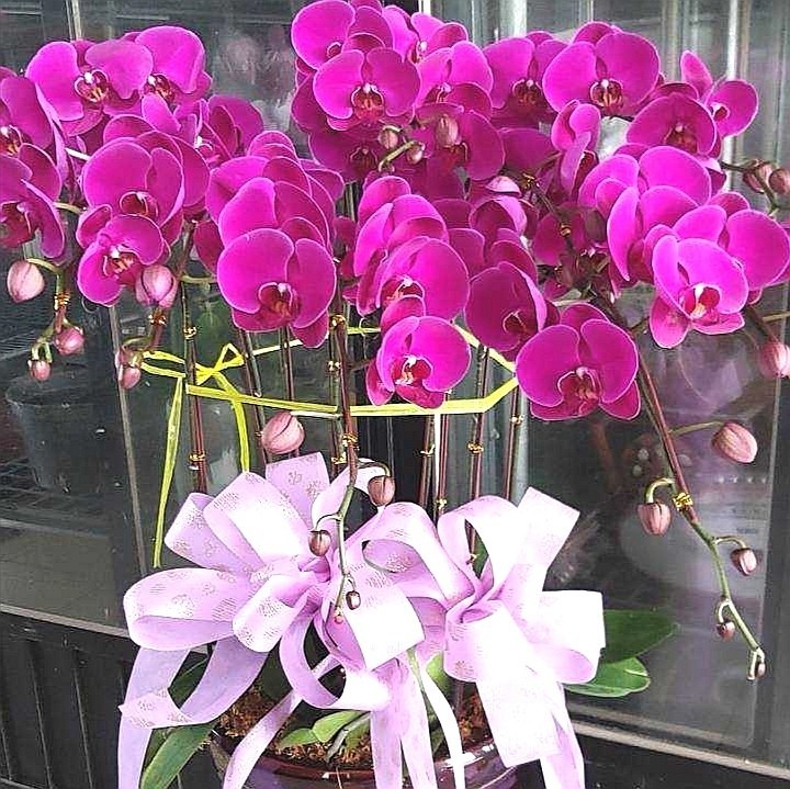 9株蘭花(粉色)