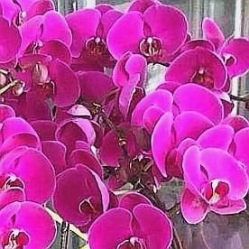9株蘭花(粉色)