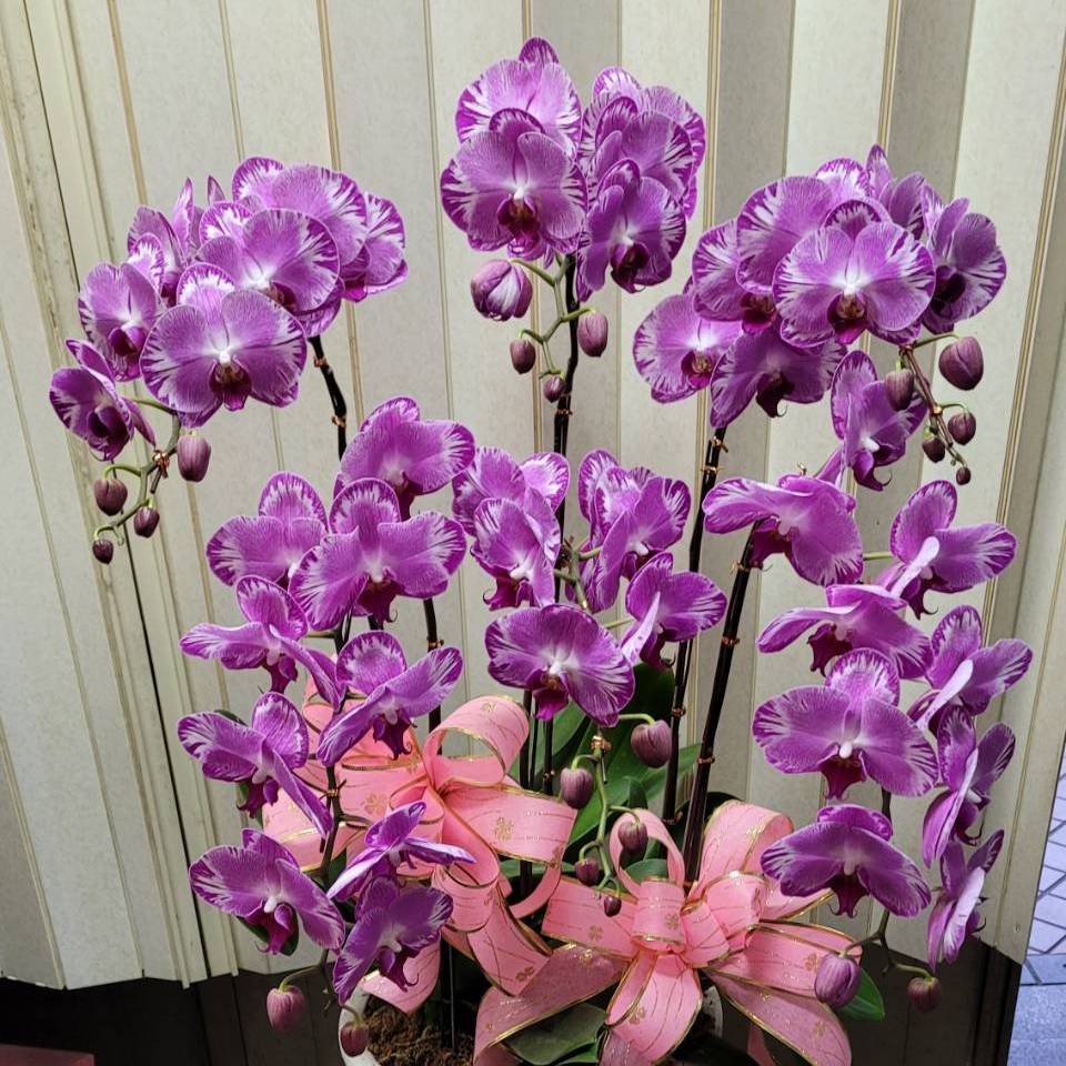 6株蘭花(粉白色)