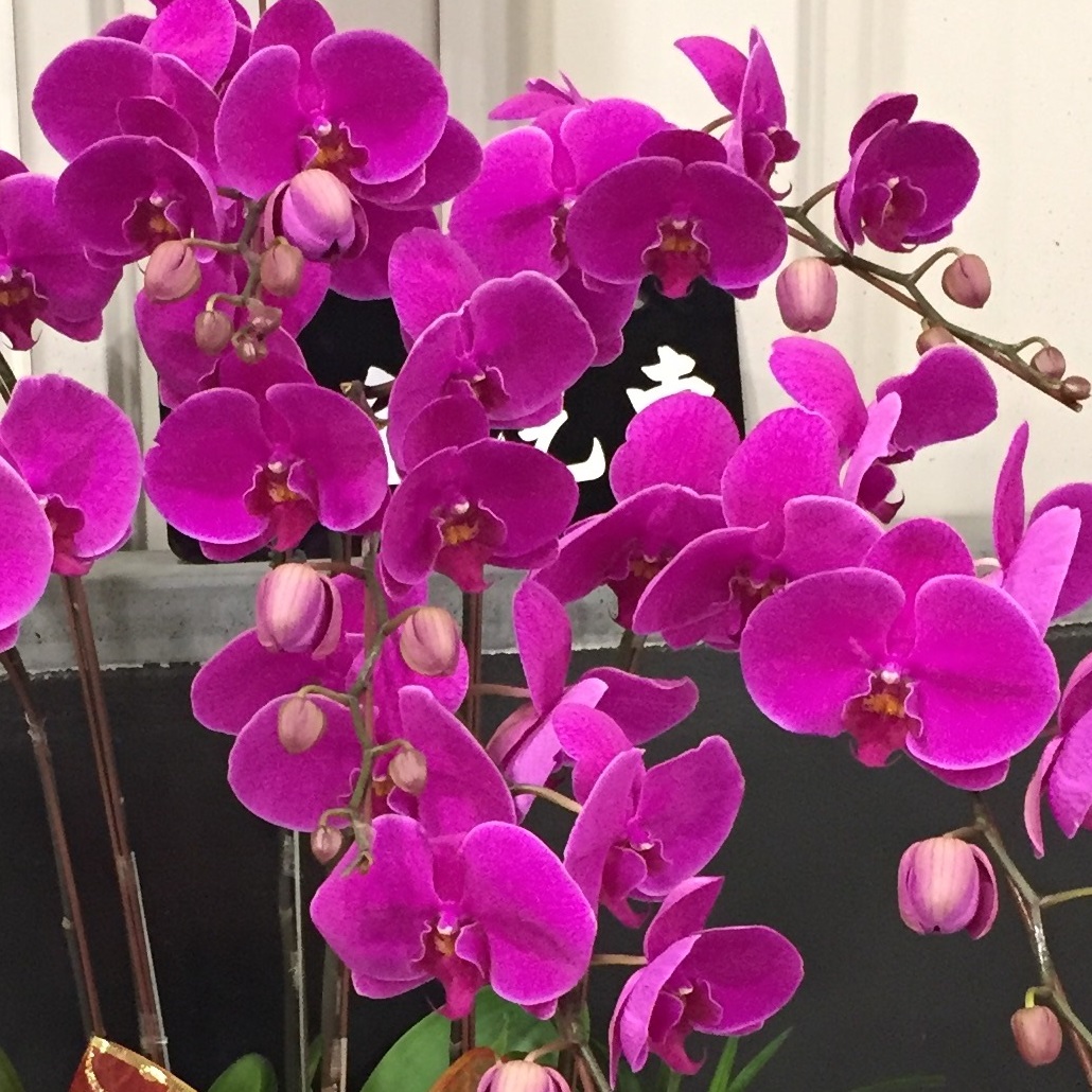 7株紅霖玫瑰高盆蝴蝶蘭(雲林)