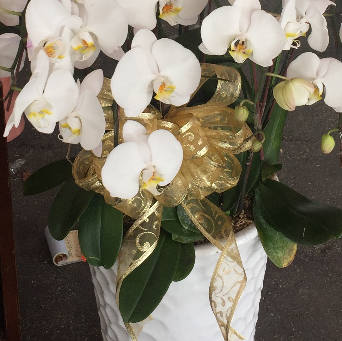 10株白色高盆蝴蝶蘭(雲林)