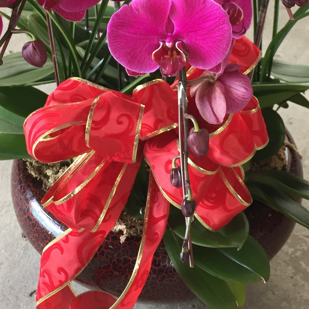 8株紅花矮盆蝴蝶蘭