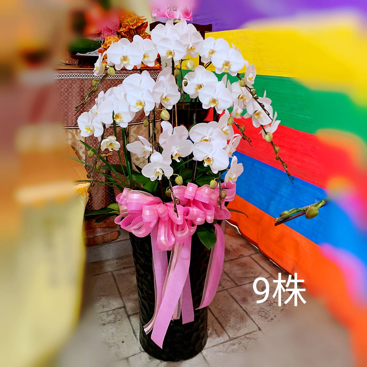 9株白色高盆蝴蝶蘭