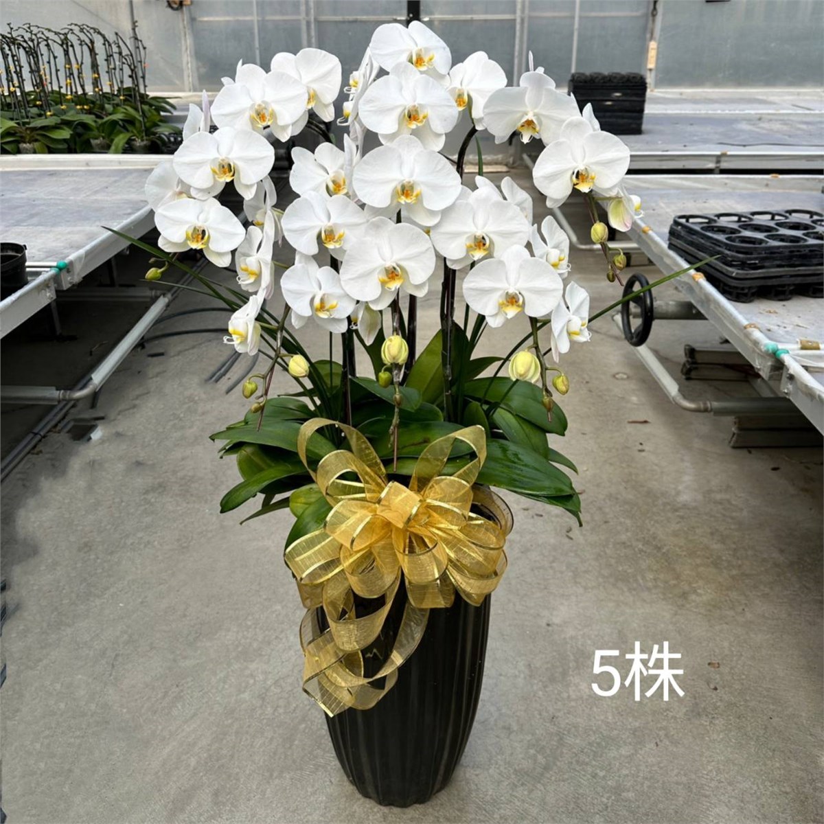 5株白色高盆蝴蝶蘭