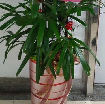 棕梠竹-F7(南投)