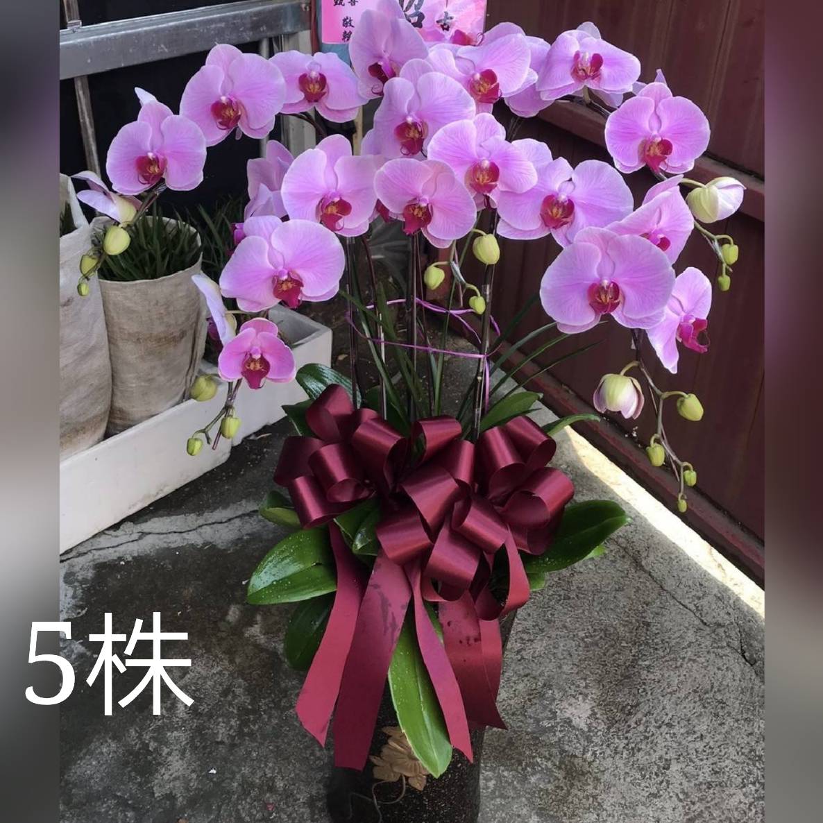 蘭花落地型5株(喪)