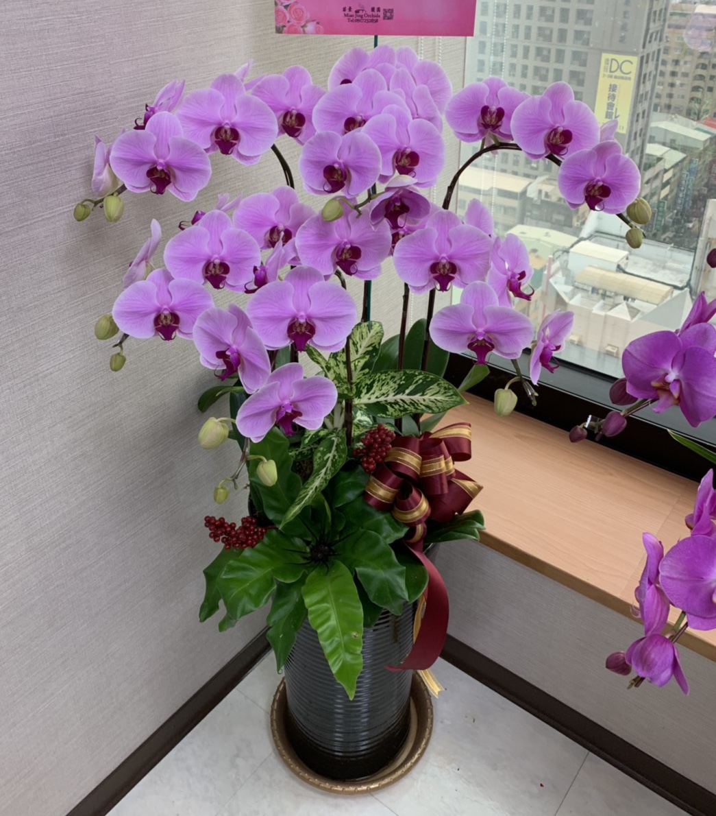 6株高盆粉色蘭花