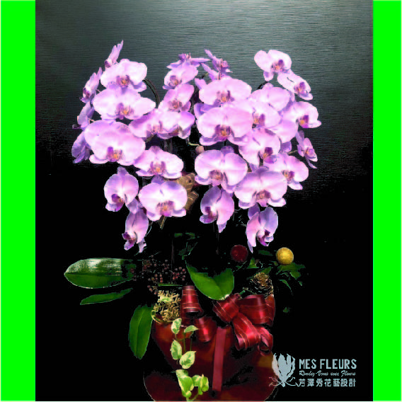粉色精緻蘭花盆栽(五株組)