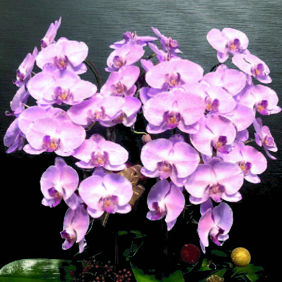 粉色精緻蘭花盆栽(五株組)