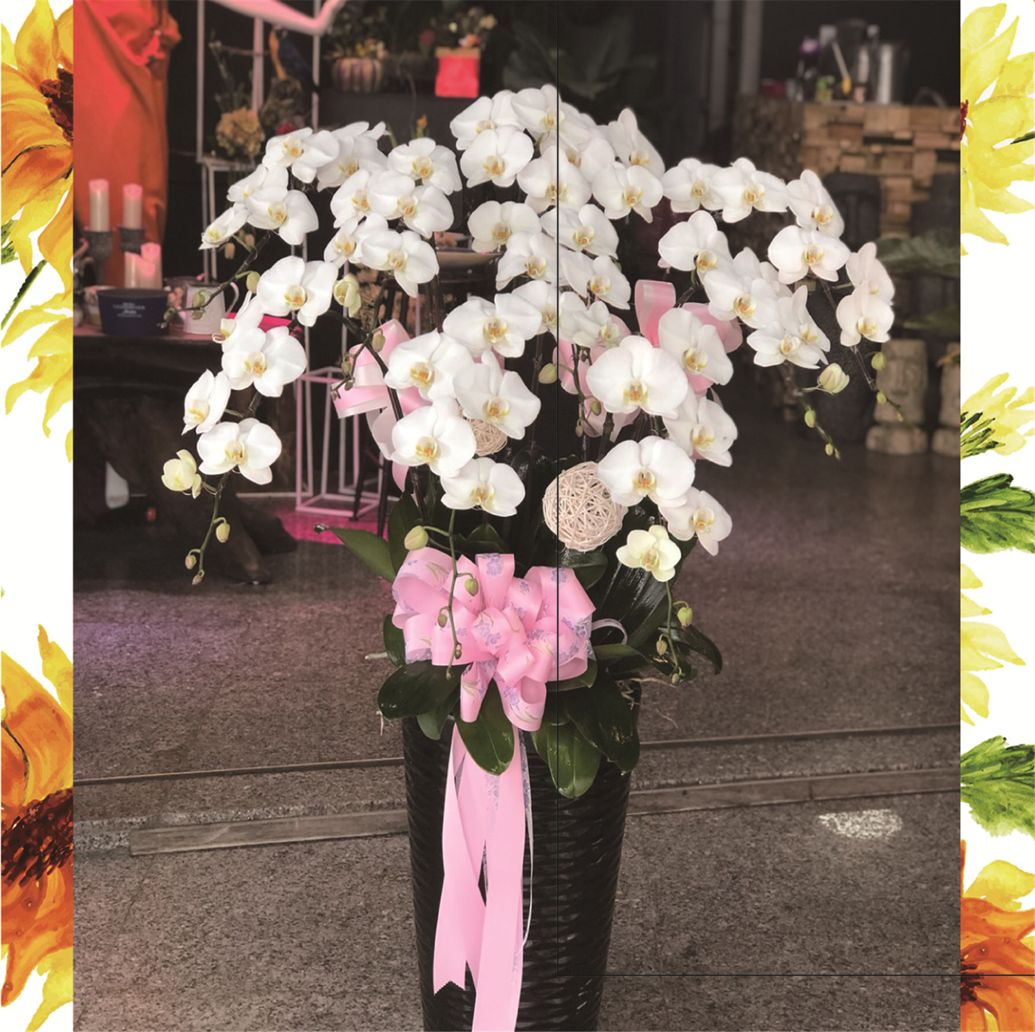 白色精緻蘭花盆栽(十株組)
