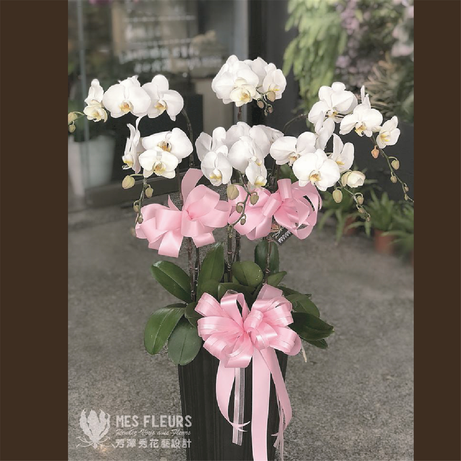 白色精緻蘭花盆栽(六株組)