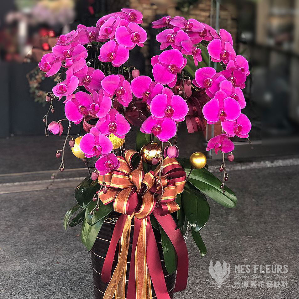 喜慶蘭花盆栽七株組