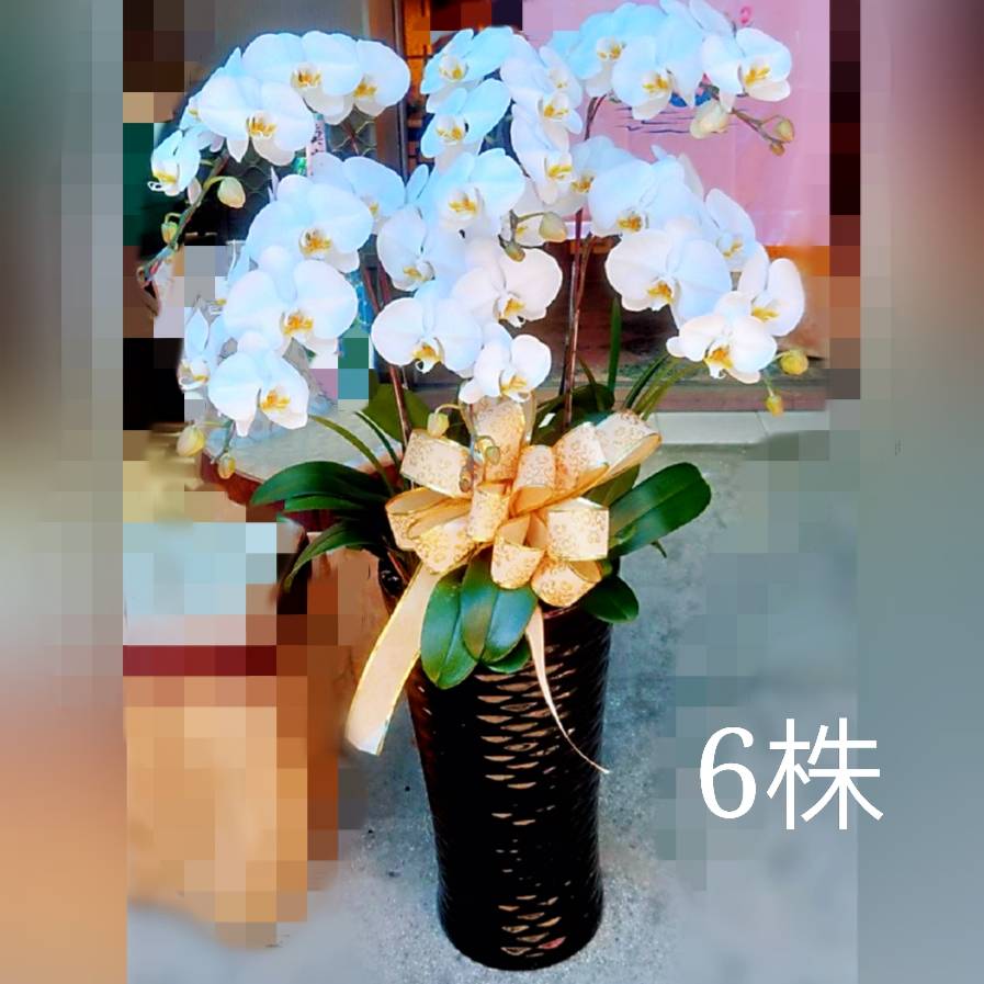 6株高盆蘭花(白)
