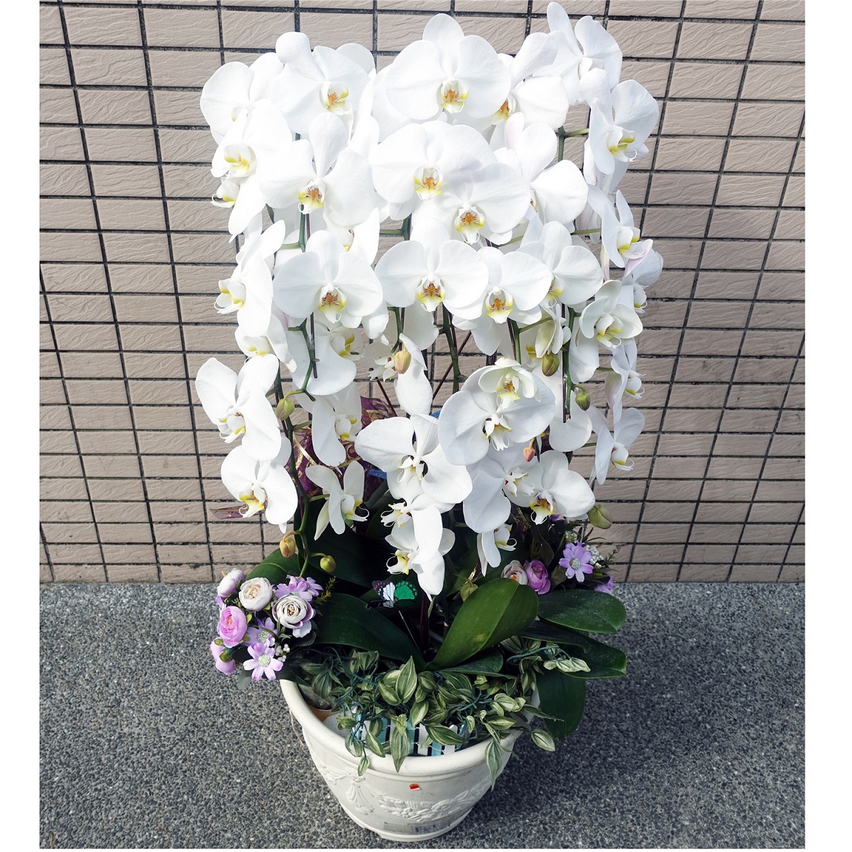 一盆9株(買斷)