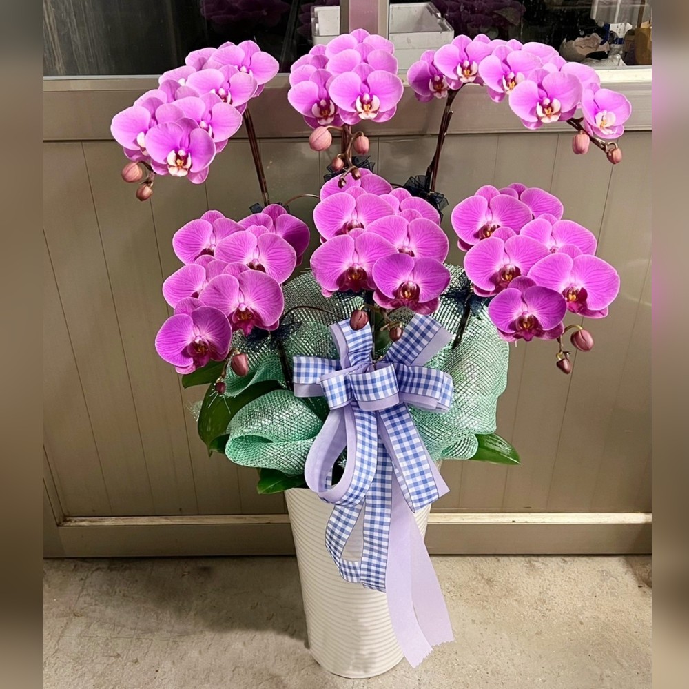 蘭花(粉)6株